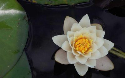 📚 DESCUBRE LA LIBERTAD A TRAVÉS DEL SENDERISMO CONSCIENTE