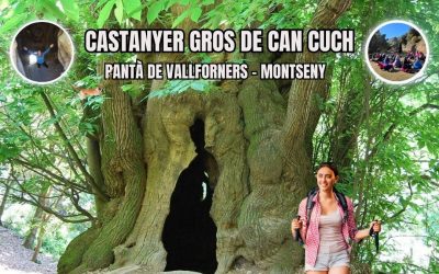 🙏 CASTANYER GROS DE CAN CUCH